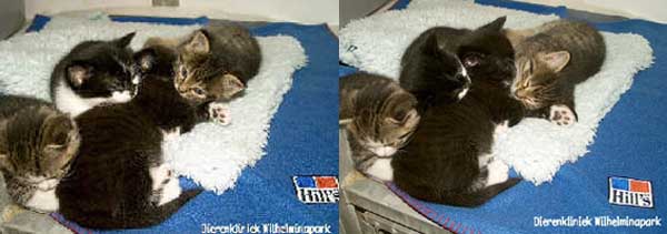 kittens slapen lekker met zijn allen op een kluitje